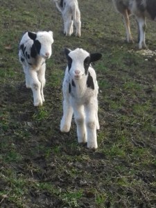 2 of triplets born 19 Jan 2014