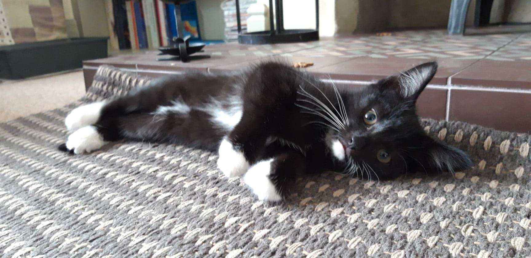 54518379_2235450566704040_1564855116501090304_n