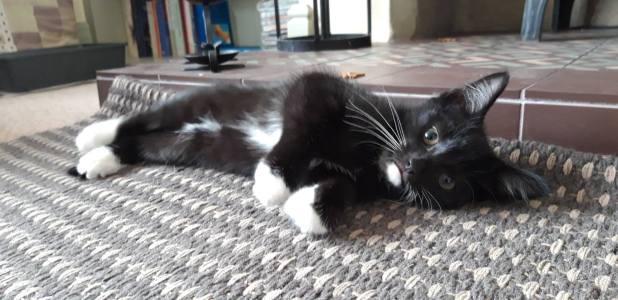 54518379_2235450566704040_1564855116501090304_n