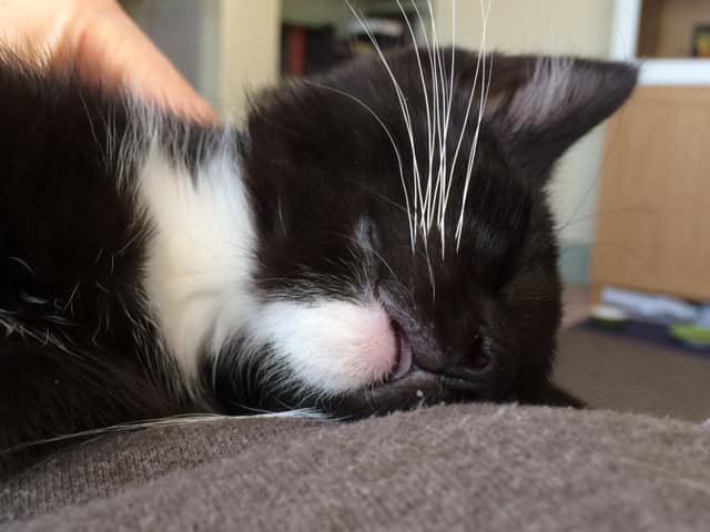 54524157_10157386616553923_1292160874009591808_n