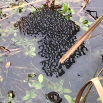 Frogspawn