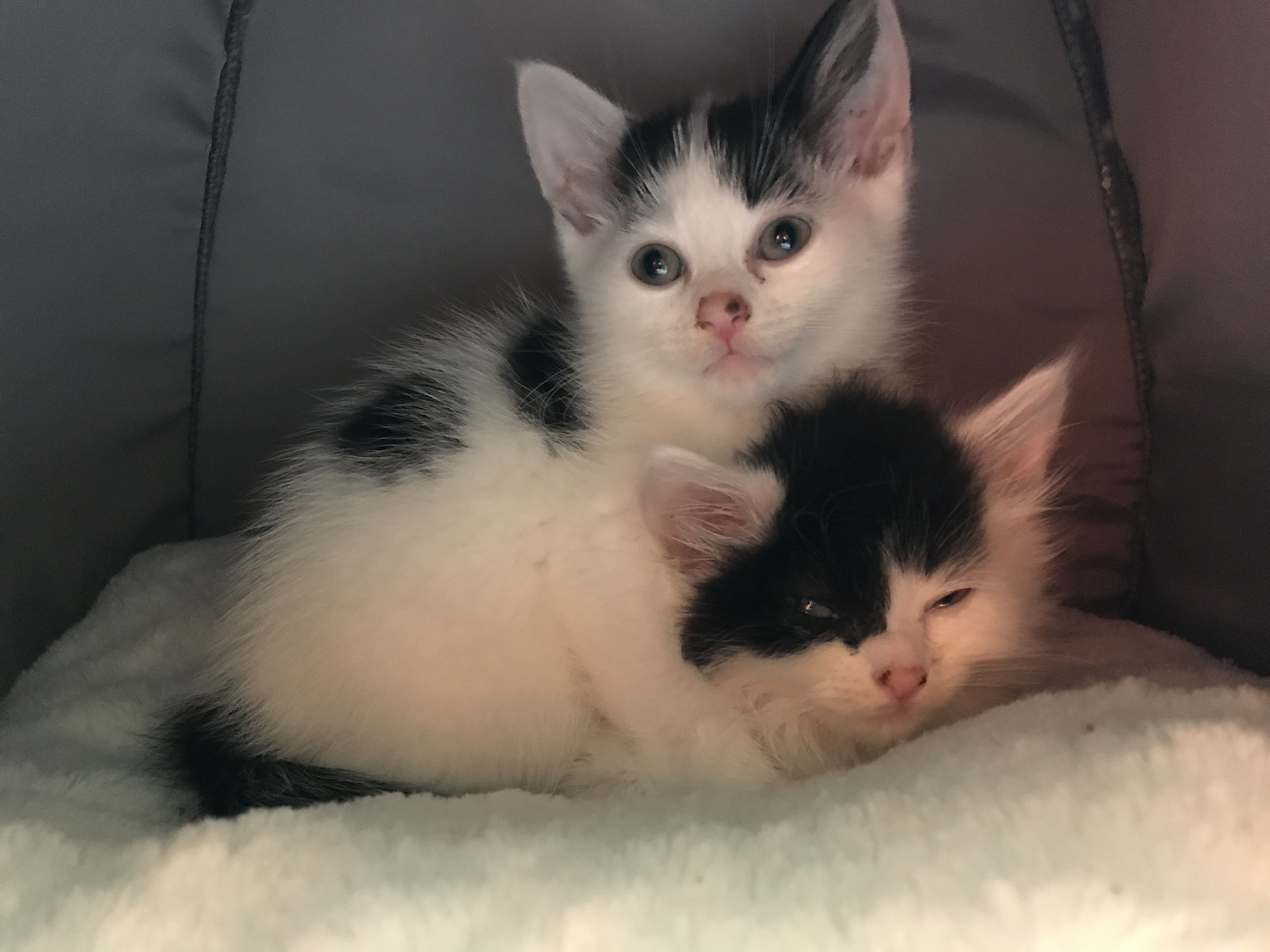 SklFrtyFSsWNWu+t27kw6w